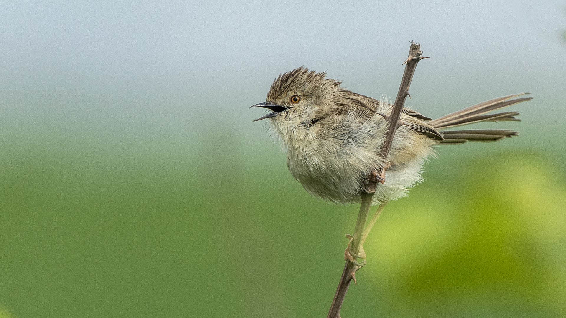 Graceful Prinia